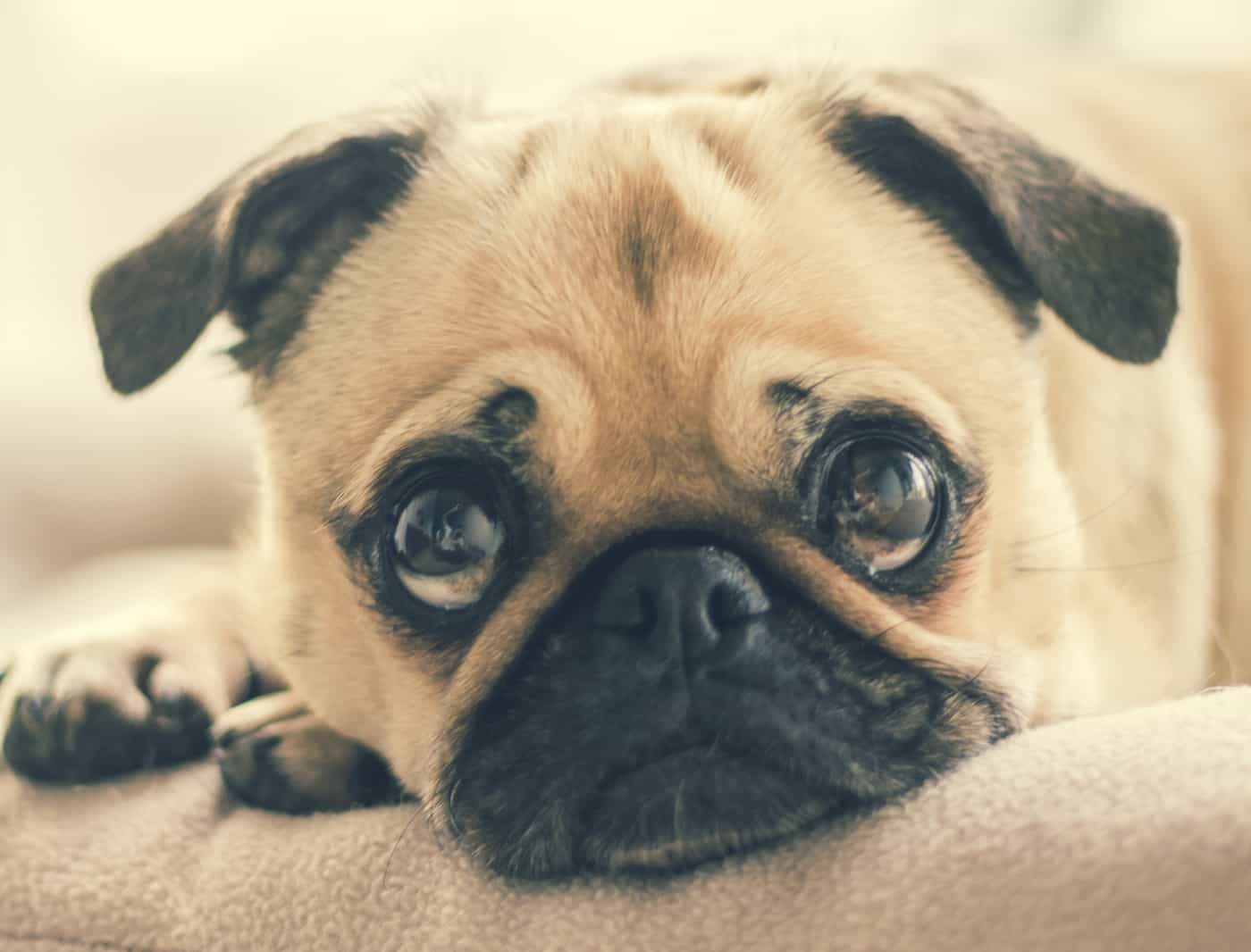 Veterinary Hyperbaric Oxygen Therapy Chamber Animal Dog Cat Pet HBOT