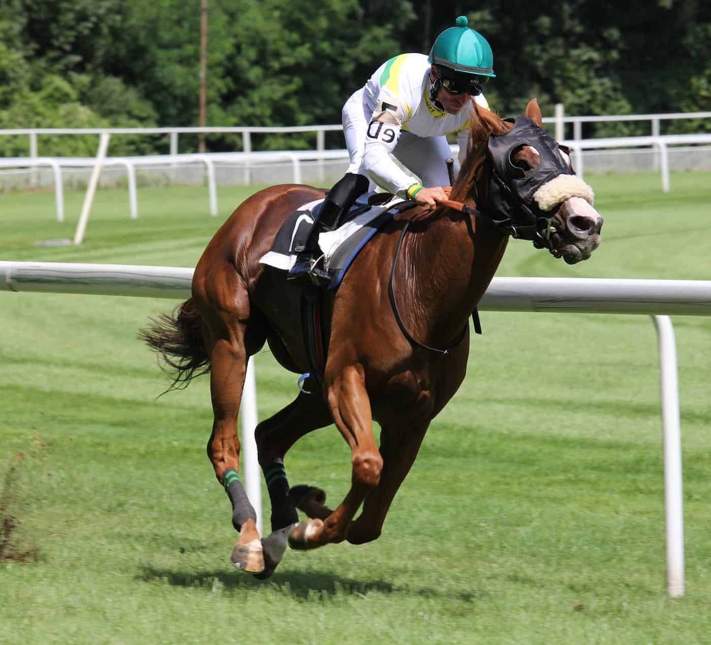 Veterinary Hyperbaric Oxygen Therapy Chamber Animal Dog Cat Pet HBOT